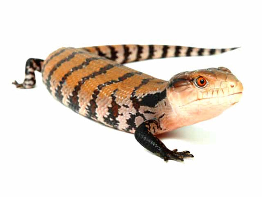 Indonesian Blue Tongue Skink *Baby