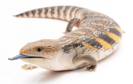 Juvenile Northern Blue Tongue Skink