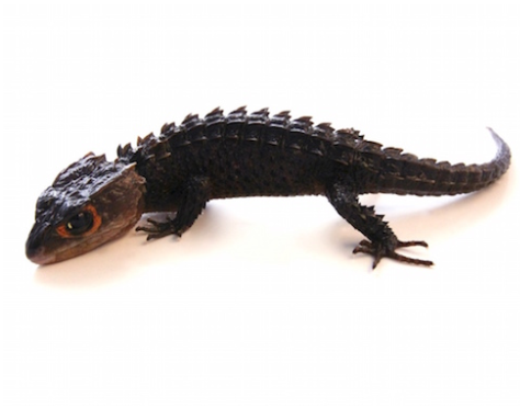 Red Eye Crocodile Skink *Young Adult