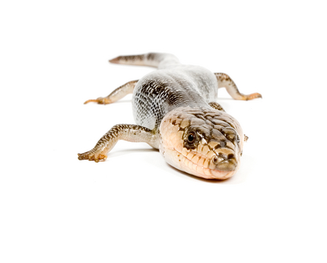 Pink Tongue Skink