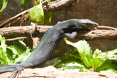 Black Dragon Water Monitor *Baby