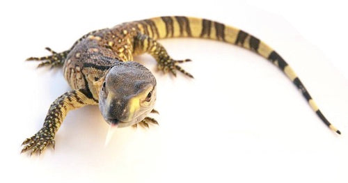 Black Throat Monitor *Baby