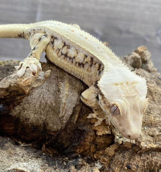 Dalmatian Crested Gecko *Baby