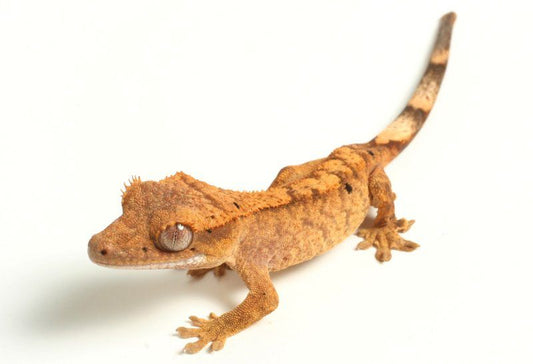 Flame Crested Gecko *Baby