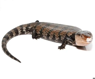 Young Adult Halmahera Blue Tongue Skink