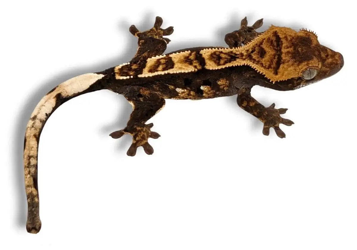 Harlequinn Crested Gecko *Baby