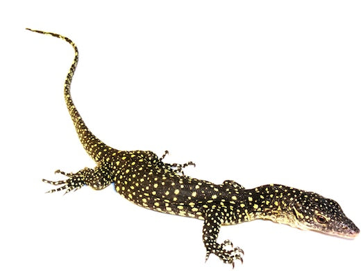 Mangrove Monitor