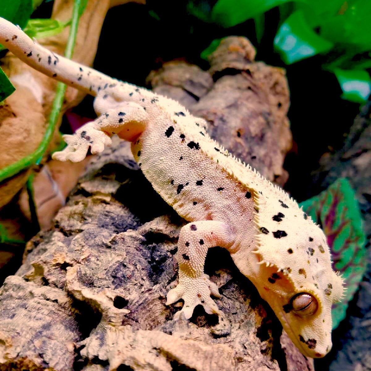 Mystery Morph Crested Gecko